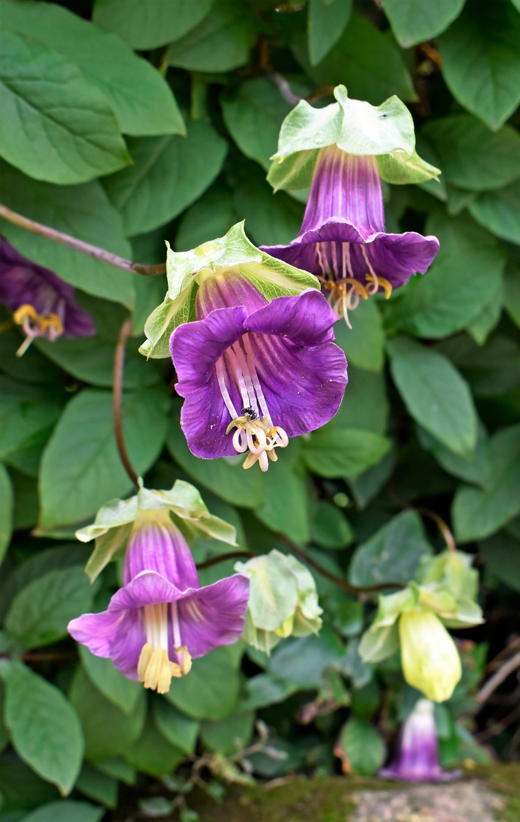 5 CUP & SAUCER VINE Cathedral Bells Cobaea Scandens Climber Purple