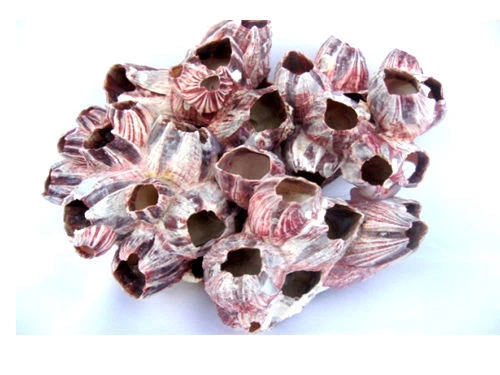 Aquarium Decoration Shell Malawi Fish Tank Great Addition to Rocks BARNACLE