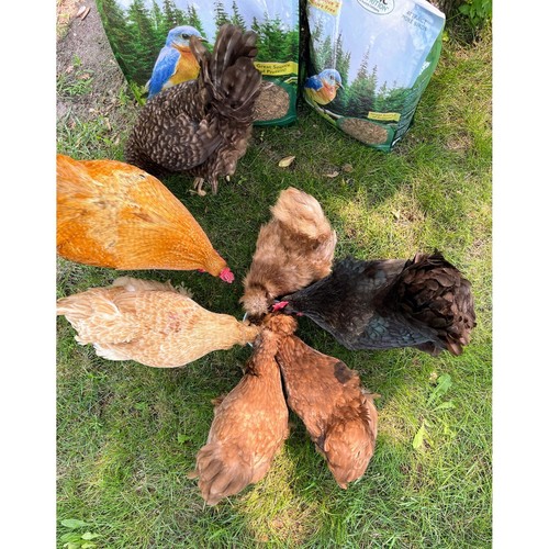 Gusanos de harina secos 44 lb. - Insectos ricos en proteínas - planeador de azúcar, pollo, pájaro salvaje - Imagen 13 de 17