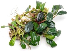 Bucephalandra Kir Royale Live Aquarium Plants Natural Fish Tank