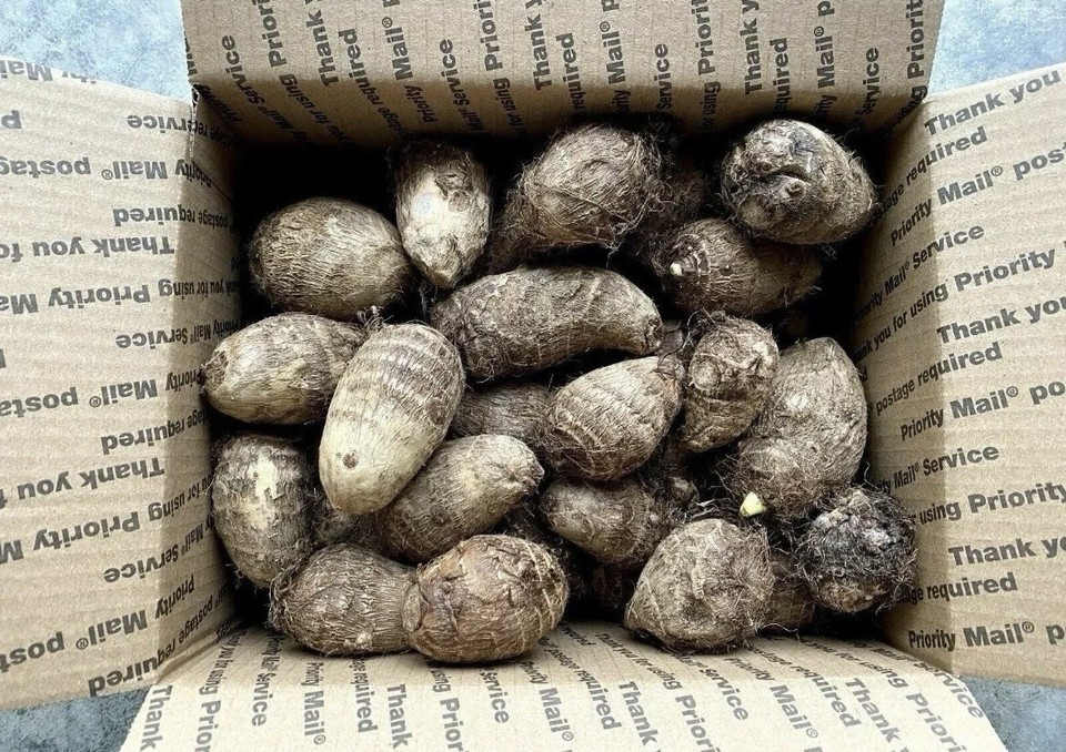 5 LIVE BULBS Colocasia Gigantea Thailand Giant Thai Giant Elephant - Foto 9