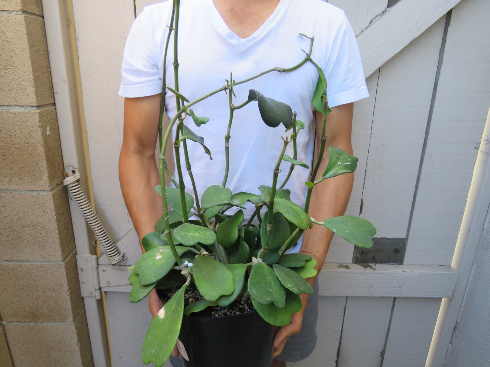 Hoya Kerrii Sweet Heart Hoya