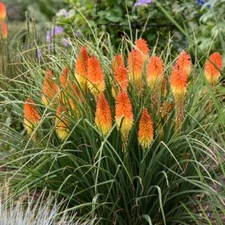 25 Backdrop Torch Lily Hot Poker Flower Seeds Perennial Seed 820 US SELLER