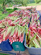 Jumbo Bare Root Rhubarb Crown - Premium Canada Red Crimson Red Valentine Type