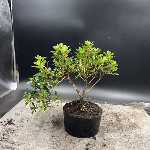 Shohin   Japanese Azalea Bonsai Tree - Picture 12 of 12