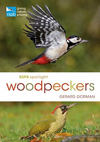 Rspb Spotlight Woodpeckers.by Gerard  New 9781472951182 Fast Free Shipping**
