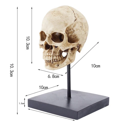 Menschlicher Totenkopf Kopf Halloween Horror Dekoration Grusel Figur Realistisch Statue - Bild 7 von 7