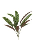 Artplants Deko Calathea Makoyana Wido Auf Steckstab, GrüN-Burgunderrot, 70Cm