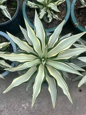 12-15cm Agave desmetiana White variant agave succulent plant  
