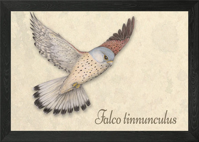 Fliegender Turmfalke gerahmtes Wandbild Poster Leinwanddruck Bild
