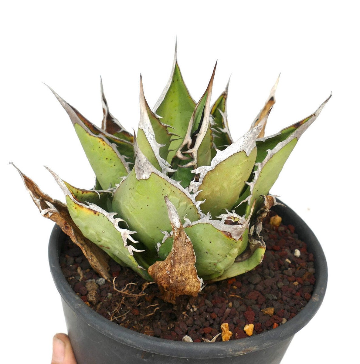Agave oteroi OAXACA - OTEROI NO variegated variegate | eBay
