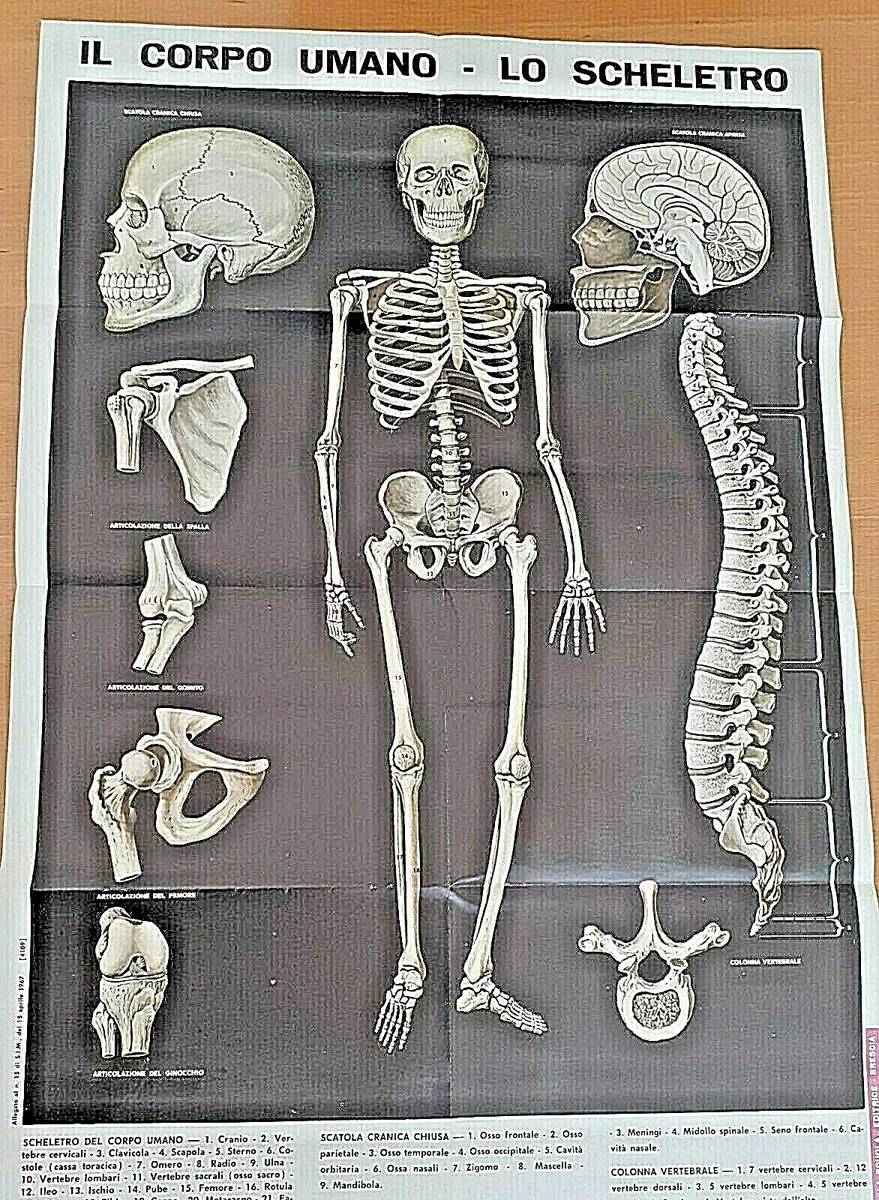 Scheletro Umano, Figura Intera In Piedi, Vista Frontale Illustrazione D Image158320795