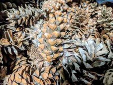 Baked Pinecones 5 Pieces 