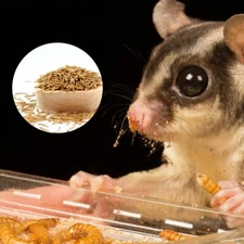 Wholesale Bulk Dried Mealworms for Wild Birds Food Blue Bird Chickens Hen Treats