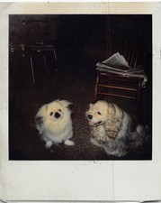 Vintage Pekingese Cocker Spaniel Puppy Dog 1970s Polaroid Photo Fluffy Cute