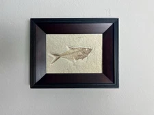 Framed Diplomystus Fish Fossil From Green River Formation, Wyoming USA