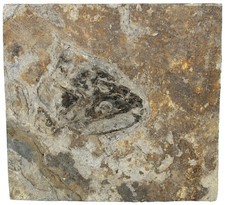 Perm  Bezahnter Sch&auml;del von Archegosaurus decheni  Odernheim  Rarit&auml;t  W78-9