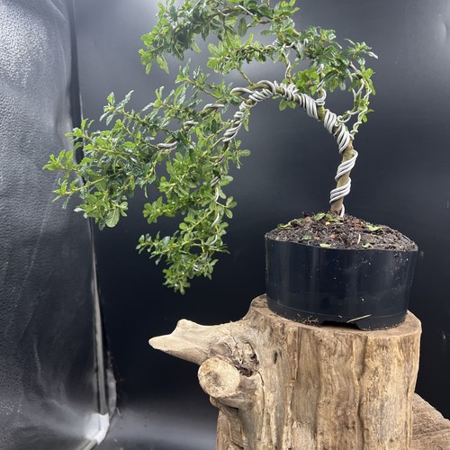 Ceanothus Blue bonsai tree - Picture 5 of 15