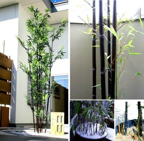 Bambus black frosthart winterharte Pflanze für den Balkon Garten Topf Deko Samen - Bild 1 von 1