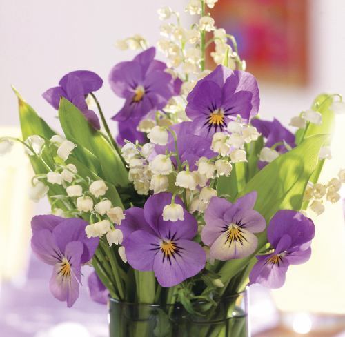 Purple Viola by Peony Press Staff (2016, Merchandise, Other)