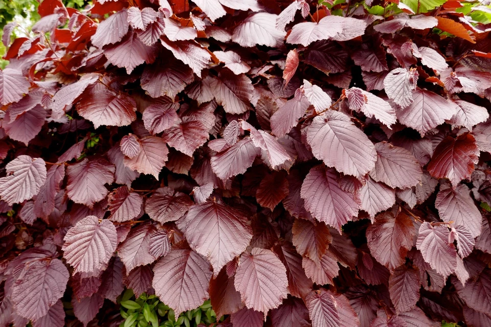 Purple Copper Beech Garden hedge plants trees semi-evergreen hedging 7 sizes! - Image 2 of 4