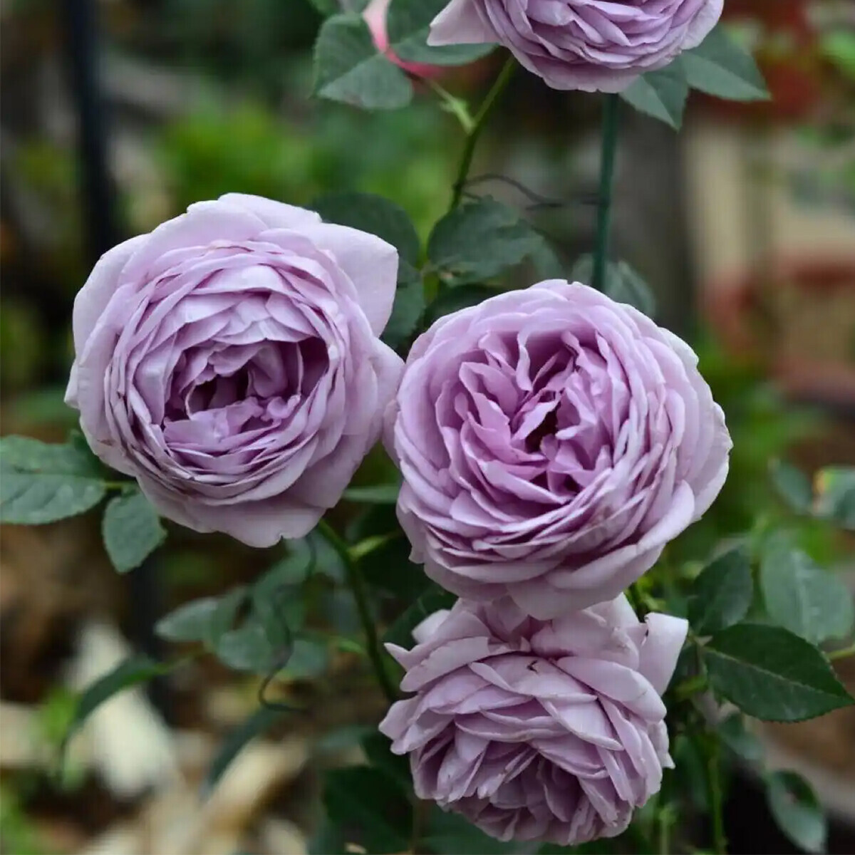 50 Multicolor Rare Rose Seeds Potted Garden Flower Seeds
