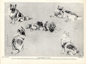 1930s Vintage Keeshond Print Guelder Glom Keeshond Art Sketches Print 6107h