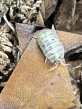 15 Armadillidium Vulgare Japanese Magic Potion Isopods Bioactive Clean Up Crew