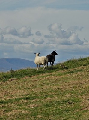 Photo 12x8 Black and White Together Ross/NX6444 Two sheep on the slopes o c2017