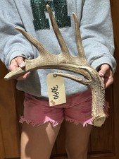 Huge 75 Whitetail Deer Shed Antler Nice Heavy Taxidermy, Mount,Wildlife (3050)