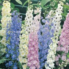 DELPHINIUM SPERONELLA - COLORI MISTI, 30 SEMI SELEZIONATI