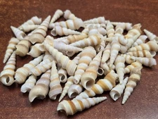 400 PCS BULK SMALL PURPLE TURRITELLA SEA SHELL DECOR CRAFT