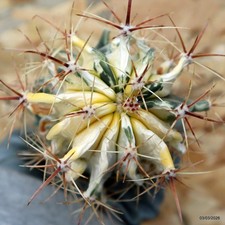 K245 FEROCACTUS VARIEGATED special price, no ariocarpus, no aztekium