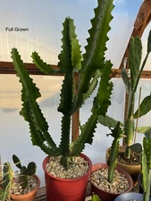 Candelabra Cactus- Euphorbia Lactea Haw - Fast Growing Rooted Starts
