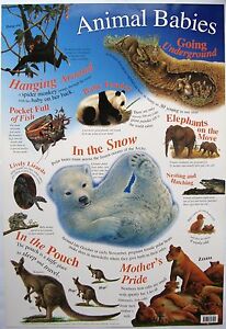 Animal Babies Chart