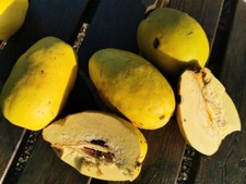 PSEUDOCYDONIA SINENSIS, Chinese Quince, edible fruit, flowering tree, 30cm