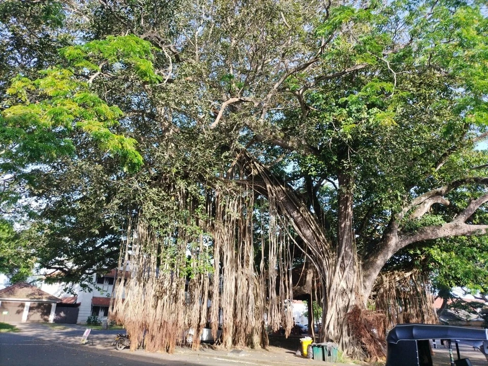 Semillas de árbol Ficus Benghalensis, semillas de higo de baniano, higo de Bengala, bonsái, indio Foto 4 de 4