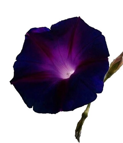 Ananasplant | Bestel ze nu | Verzorgingstips en meer