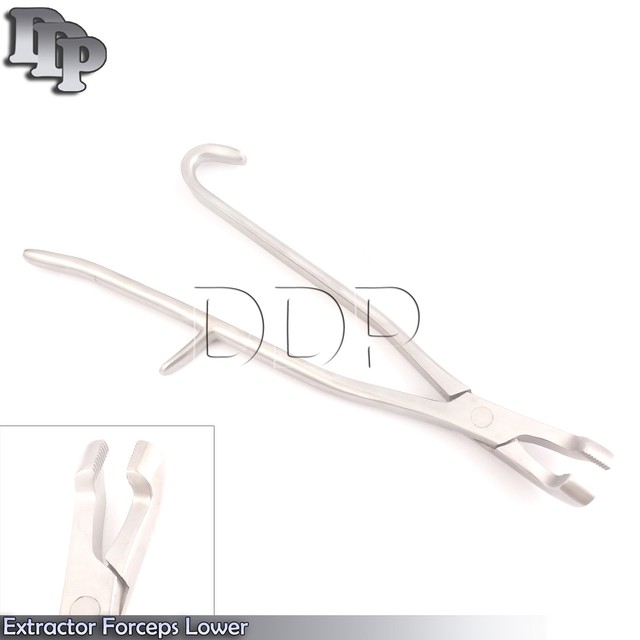 Extractor Forceps Lower 16'' Hand Crafted,StainlessSteel,Dental,Equine