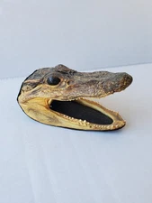 Genuine Alligator Head Taxidermy Mount Gator Open Jaw.
