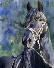 Giclee PRINT Friesian Black Horse Fresian Painting Art watercolor gift custom
