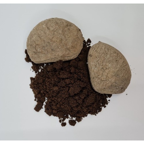 Powder Kluwek 300+ gram (Pangium edule) 100% Organic