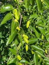 Tigertooth Jujube Scion