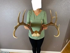 Real Whitetail Deer Antlers Set Wild Idaho 5x6 Horns Mount Skull