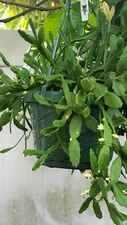 Rhipsalis aff. goebeleana-Orchid Cactus-HTF- 5 cuttings/4 inches-White Blooms