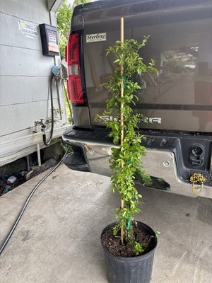 Peggy Martin Climbing Rose Live Plant 2 3 Ft ( 3 Gallon )Hardy Fast Growing