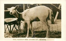 1940s Apache Junction Arizona Sika Alaska Deer RPPC Postcard 25-3346