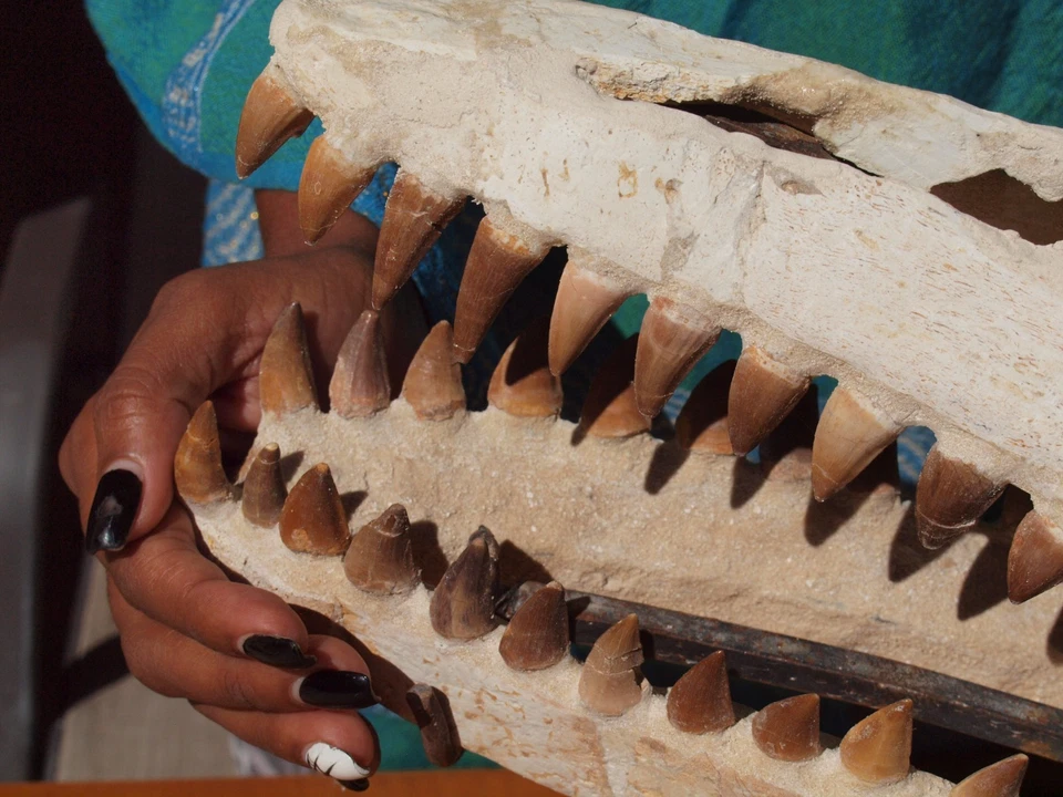 Large Museum Quality Mosasaur Dinosaur Skull with Nice Fossil Teeth - Image 3 of 4