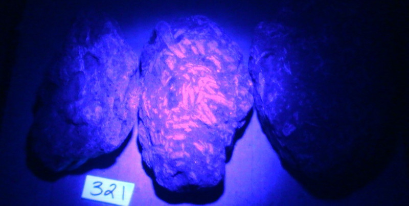 Coquina, Fossils, Shells Lot, Arts Crafts. Etching, History, 5 LBS, 15 OZ, #321