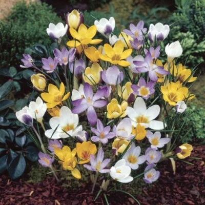 35 Mixed Crocus Bulbs Specie Spring Flowering Flowers Perennials Gardens Plants